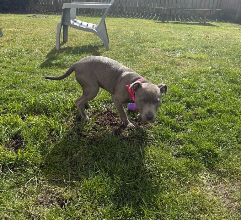 Staffie Puppies For Sale