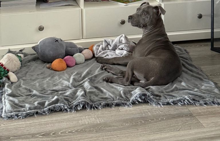 Staffordshire Terrier Puppy URGENT - Image 2 of 4