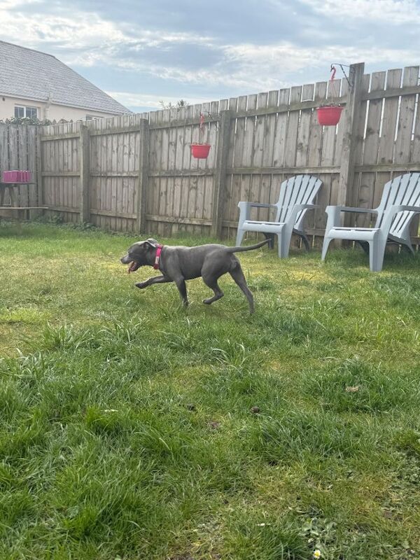 Staffordshire Terrier Puppy URGENT - Image 4 of 4