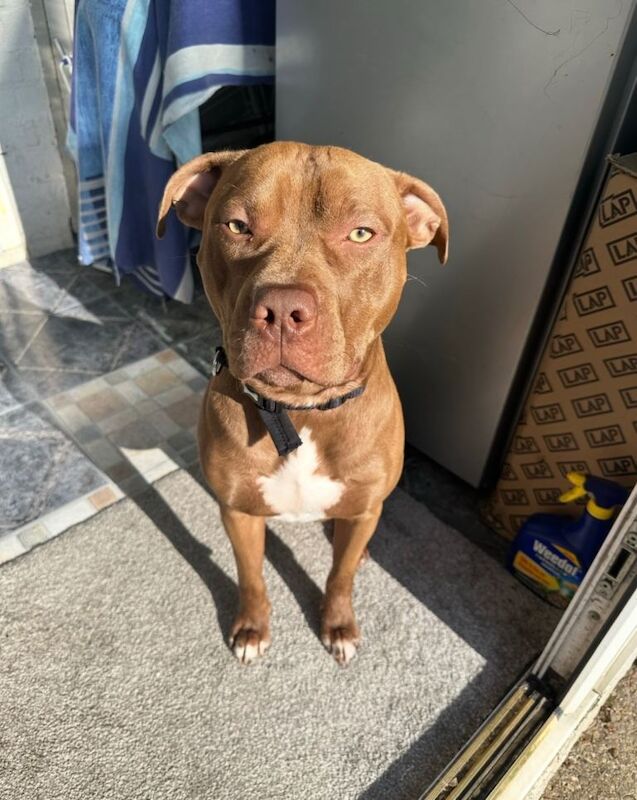 Staffordshire Bull Terrier puppies for sale in Luton, Bedfordshire – 3 years old - Image 2 of 6