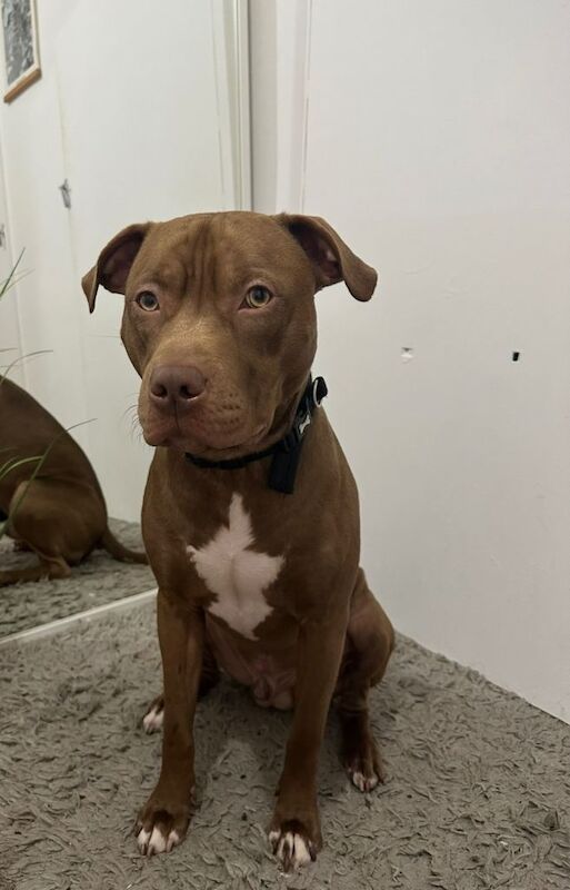 Staffordshire Bull Terrier puppies for sale in Luton, Bedfordshire – 3 years old - Image 3 of 6