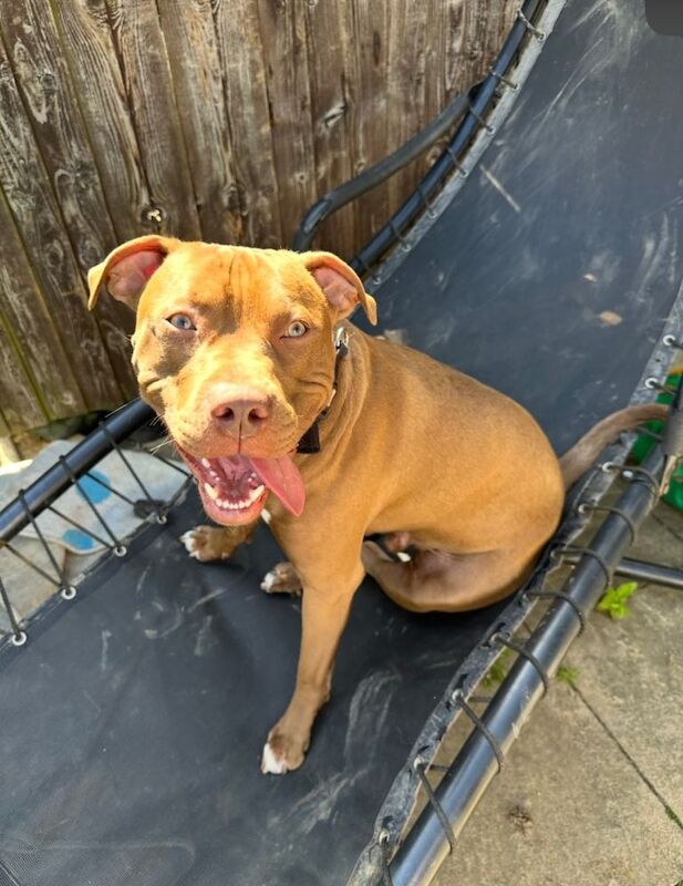 Staffordshire Bull Terrier puppies for sale in Luton, Bedfordshire – 3 years old - Image 4 of 6