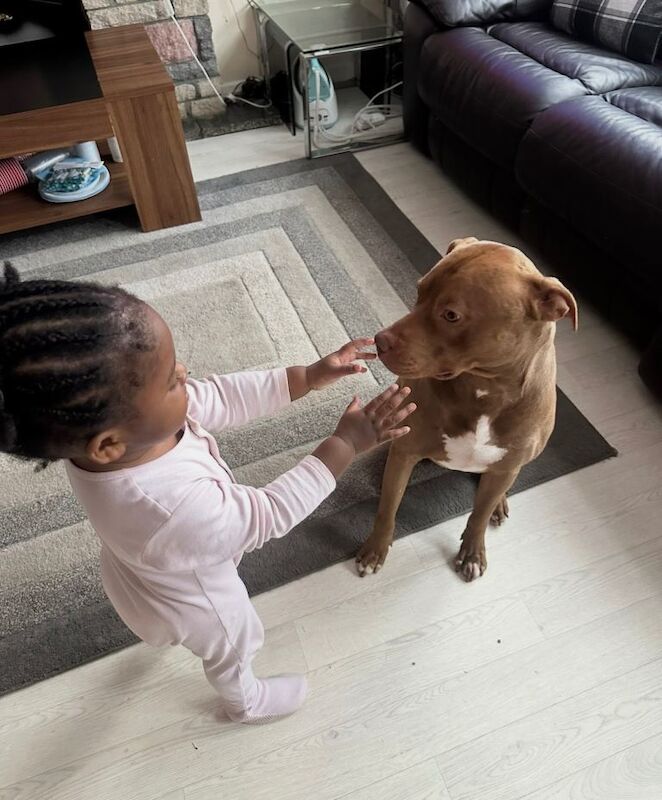 Staffordshire Bull Terrier puppies for sale in Luton, Bedfordshire – 3 years old - Image 5 of 6