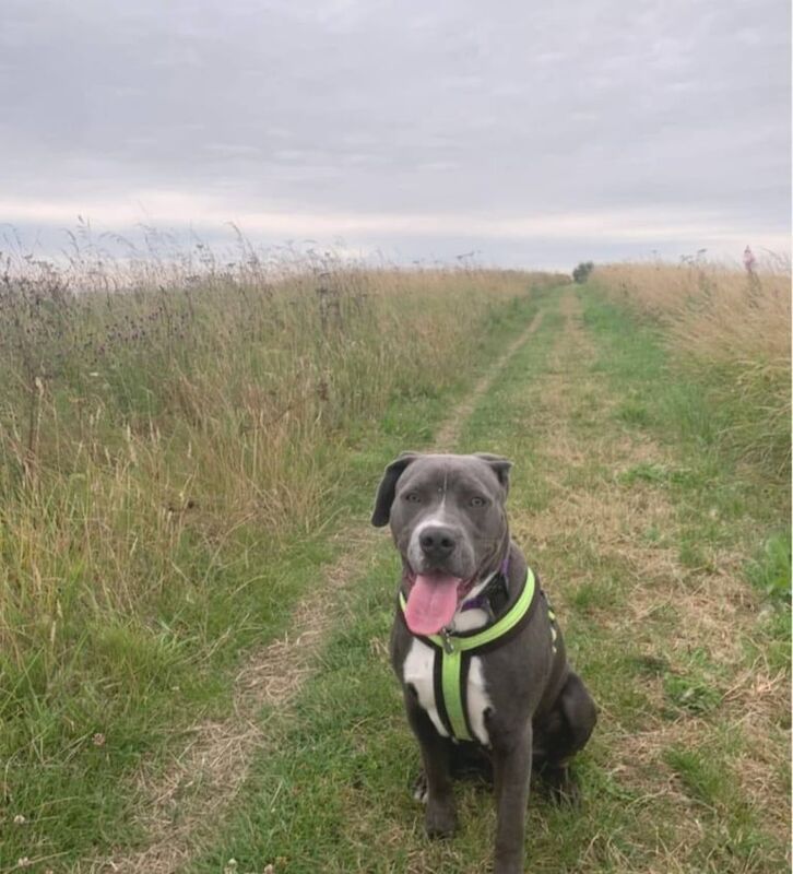 Staffordshire Bull Terrier puppies for sale in Stanley, Durham – 8 months old
