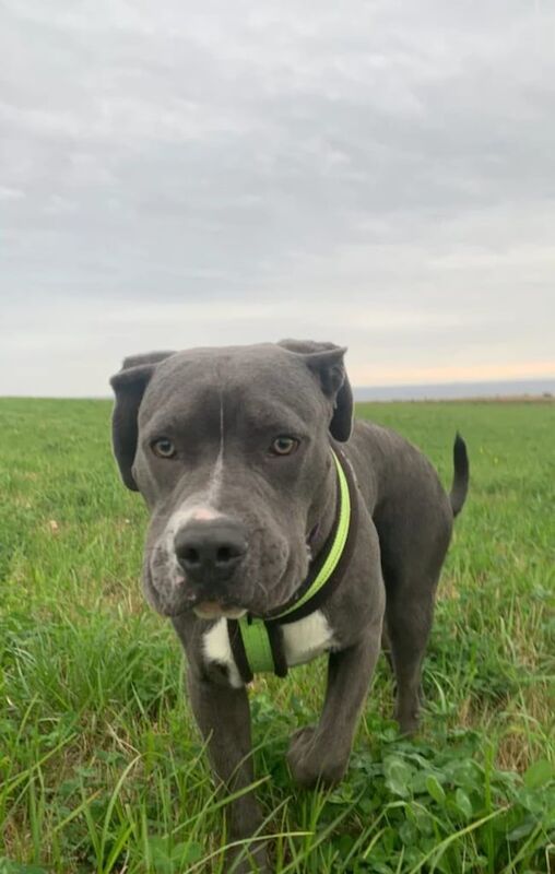Staffordshire Bull Terrier puppies for sale in Stanley, Durham – 8 months old - Image 2 of 3