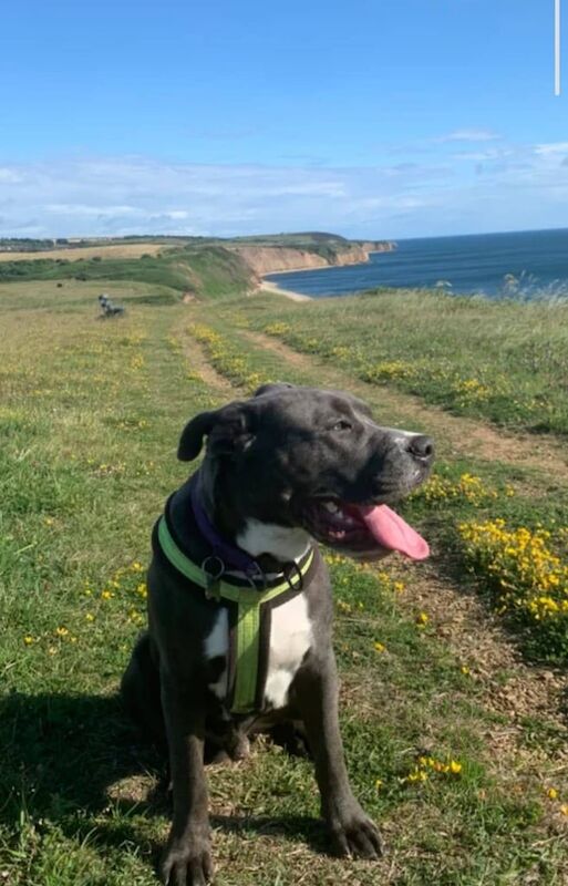 Staffordshire Bull Terrier puppies for sale in Stanley, Durham – 8 months old - Image 3 of 3
