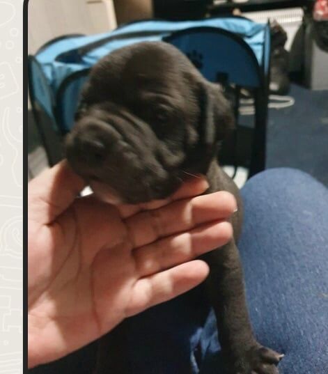 Staffs cross puppy - Image 2 of 2