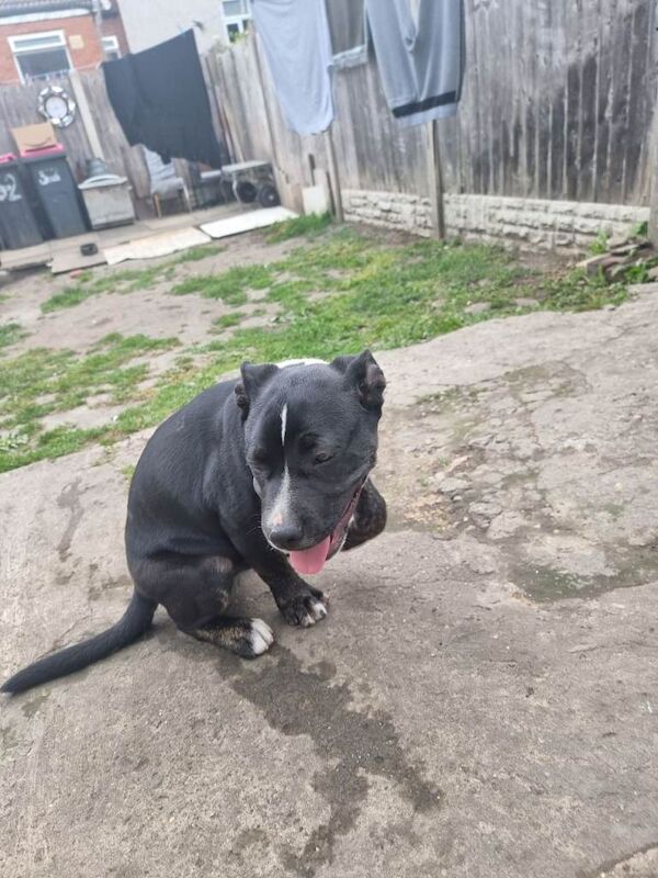 Staffy £450