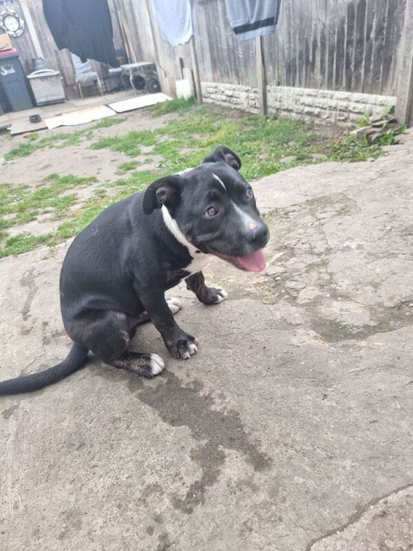 Staffy £450 - Image 2 of 5