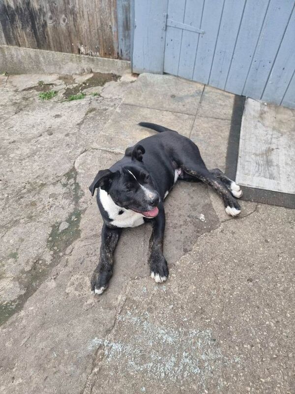 Staffy £450 - Image 3 of 5