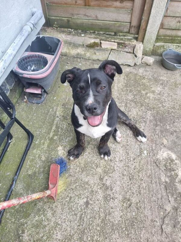 Staffy £450 - Image 4 of 5