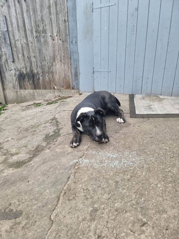 Staffy £450 - Image 5 of 5