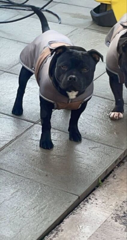 Staffordshire Bull Terrier puppies for sale in Carrickfergus, County Antrim – 7 months old