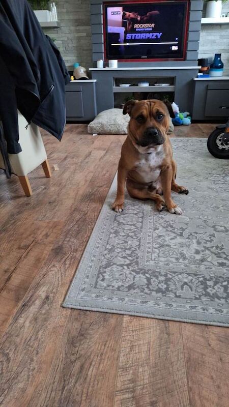 Staffy 6 years - Image 2 of 2
