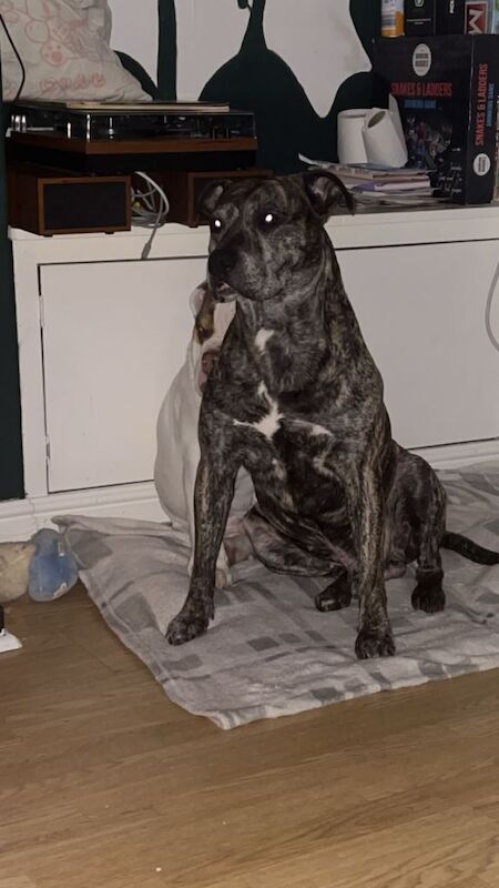Staffy