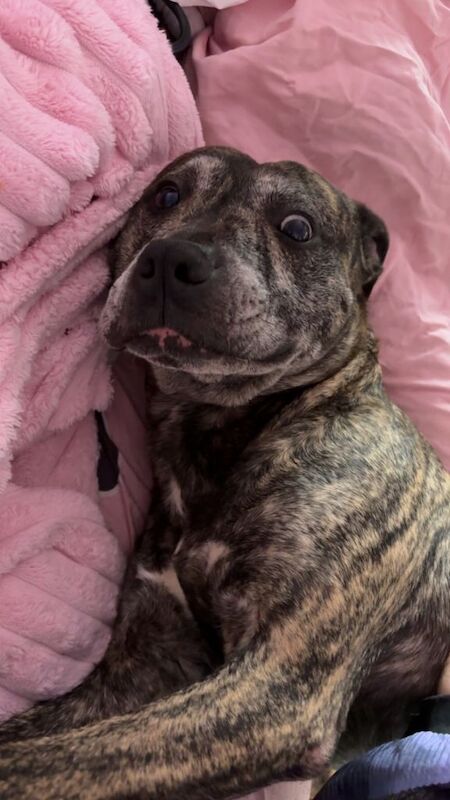 Staffy - Image 2 of 6