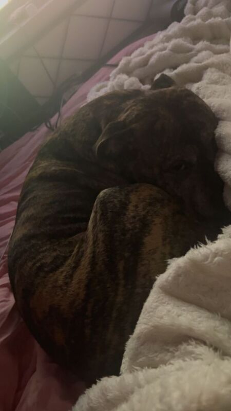 Staffy - Image 3 of 6