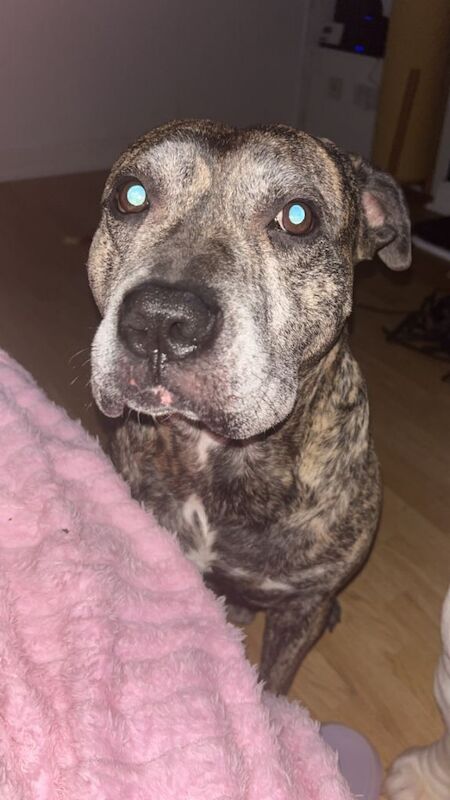 Staffy - Image 4 of 6