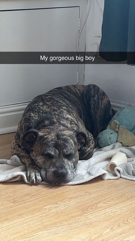 Staffy - Image 5 of 6