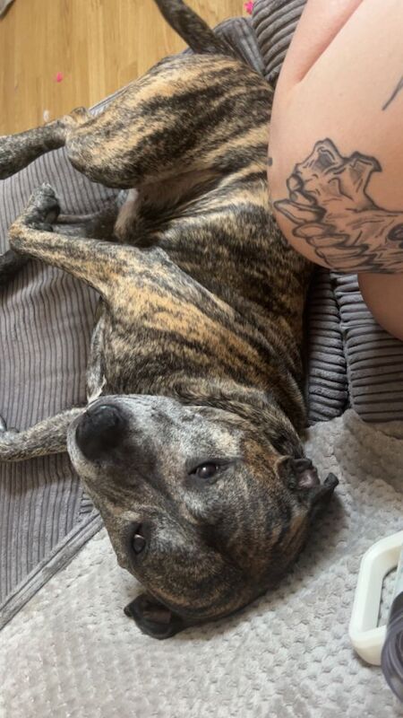 Staffy - Image 6 of 6