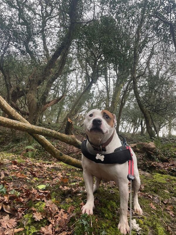 Staffordshire Bull Terrier Puppies For Sale Under £1,000