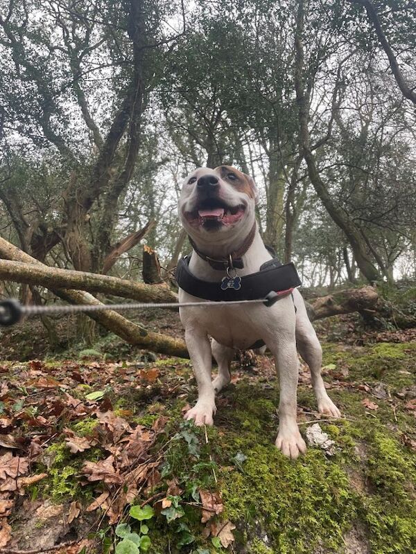 Staffy - Image 2 of 6