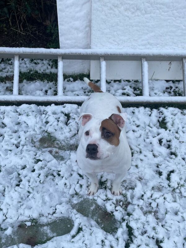 Staffy - Image 3 of 6