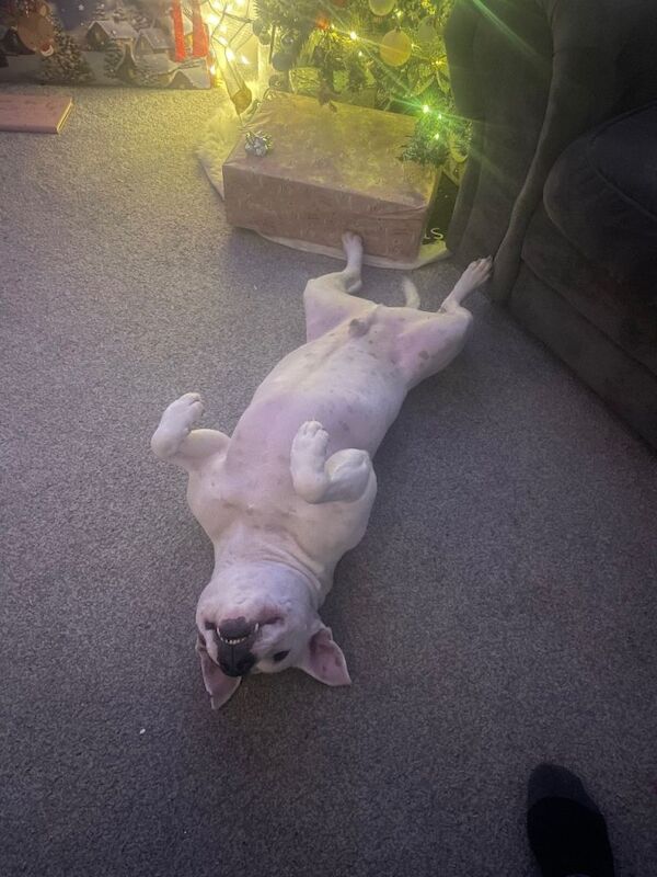 Staffy - Image 4 of 6