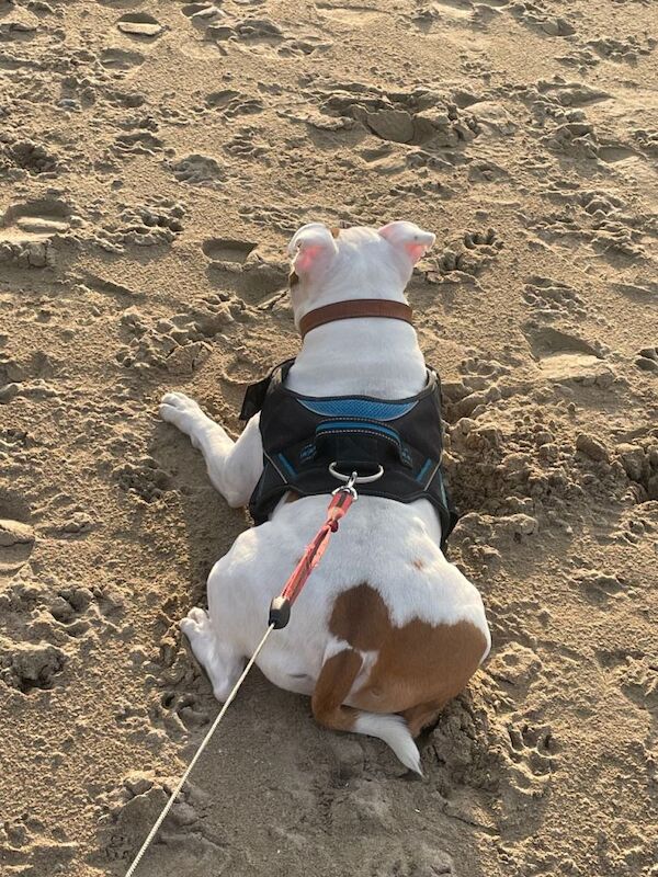 Staffy - Image 5 of 6
