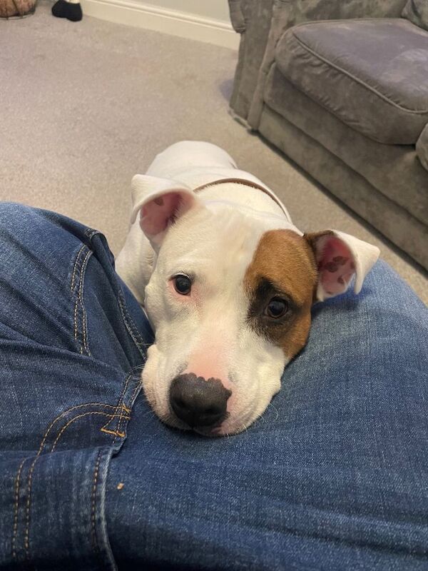 Staffy - Image 6 of 6