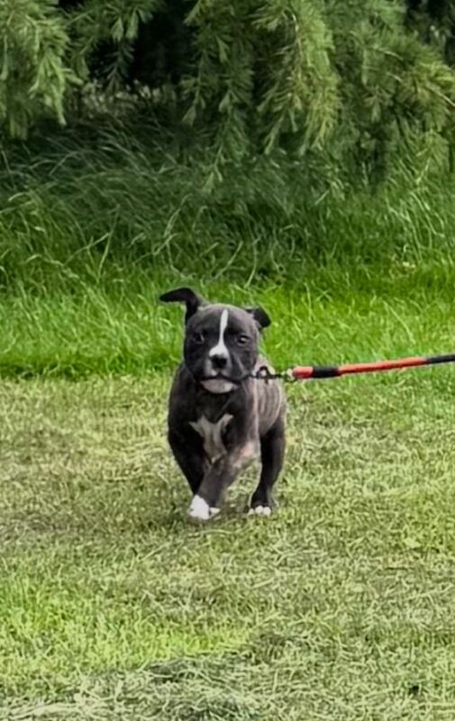 Staffy