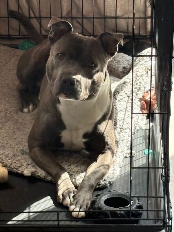 Blue Staffordshire Bull Terrier Puppies For Sale