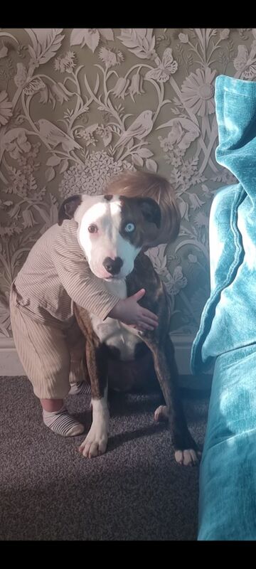 Staffie Puppies For Sale