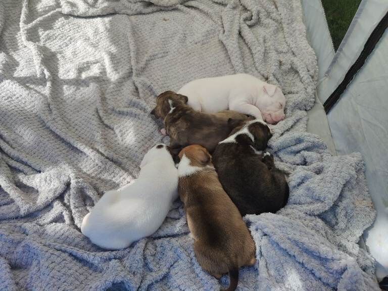 Staffy/American bulldog cross