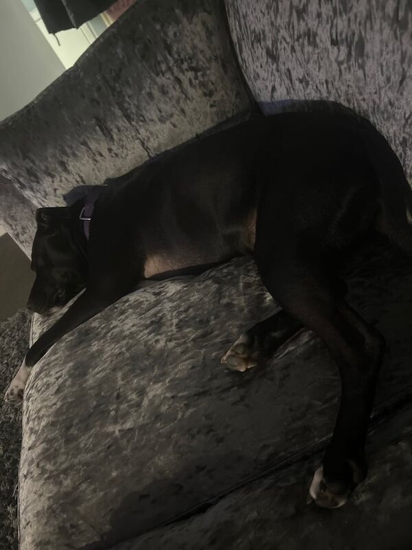 Staffordshire Bull Terrier puppies for sale in Brampton, Cumbria – 2 years old - Image 2 of 2