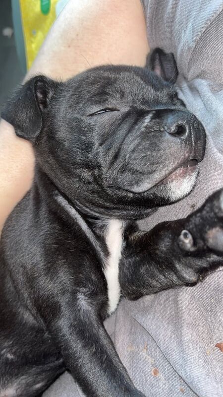 Staffy Boy KC Registered! for sale in Swansea / Abertawe, West Glamorgan