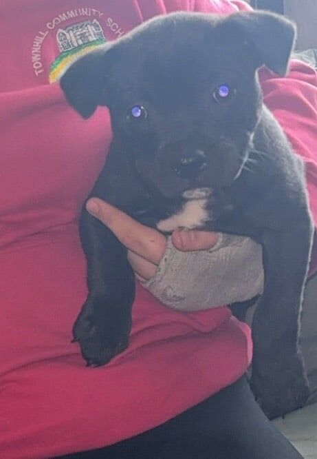 Staffy Boy KC Registered! for sale in Swansea / Abertawe, West Glamorgan | Image 2