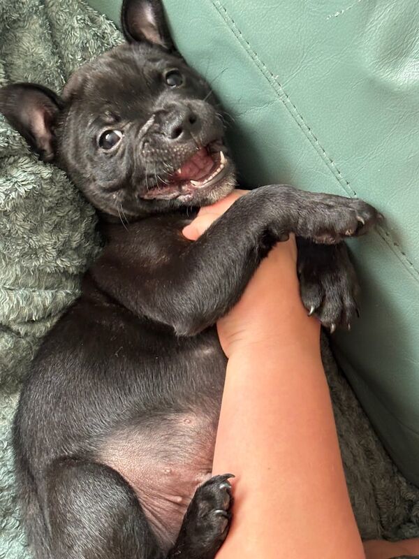 Staffy Boy KC Registered! for sale in Swansea / Abertawe, West Glamorgan | Image 3