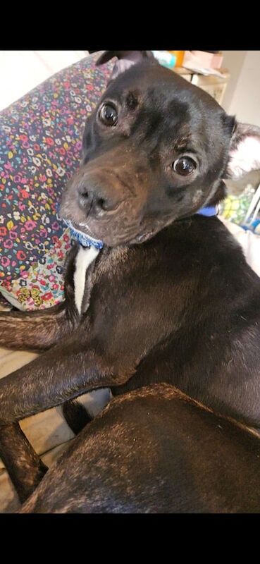 Staffordshire Bull Terrier puppies for sale in Canterbury, Kent – 2 years old