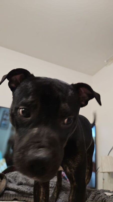 Staffordshire Bull Terrier puppies for sale in Canterbury, Kent – 2 years old - Image 2 of 3