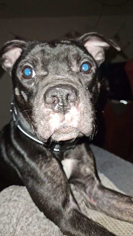 Staffordshire Bull Terrier puppies for sale in Canterbury, Kent – 2 years old - Image 3 of 3