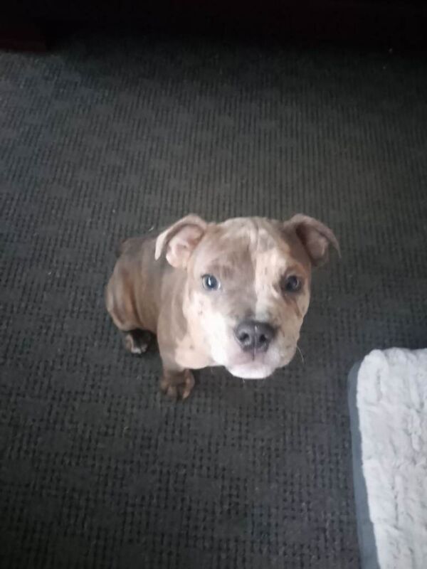 Staffy/ British bulldog cross