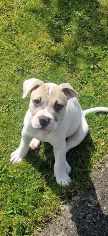 Staffordshire Bull Terrier puppies for sale in Limavady, County Londonderry – 3 months old