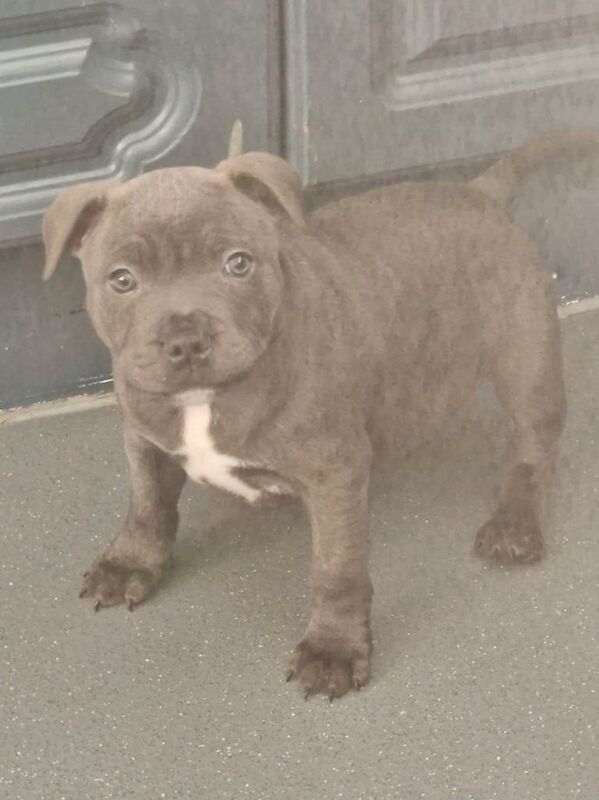 Staffordshire Bull Terrier puppies for sale in Ballymena, County Antrim – KC registered, 10 weeks old - Image 2 of 2