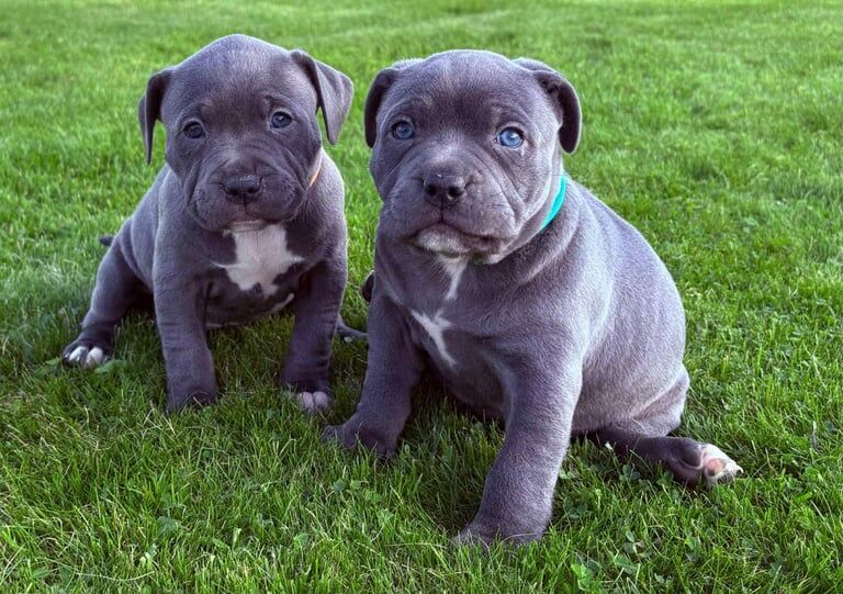 Staffordshire Bull Terrier puppies for sale in Larne, County Antrim – 8 weeks old