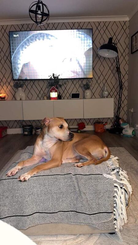 Staffie Puppies For Sale