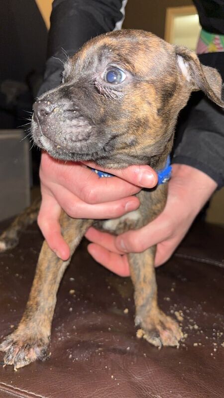 Staffordshire Bull Terrier puppies for sale in Rusholme, Greater Manchester – 11 months old - Image 1 of 3