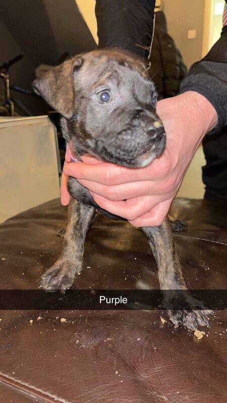 Staffordshire Bull Terrier puppies for sale in Rusholme, Greater Manchester – 11 months old - Image 2 of 3