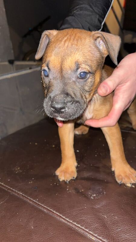 Staffordshire Bull Terrier puppies for sale in Rusholme, Greater Manchester – 11 months old - Image 3 of 3