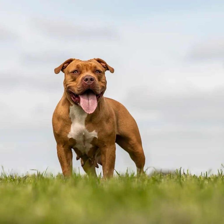 Staffordshire Bull Terrier puppies for sale in Whitburn, West Lothian – 3 years old